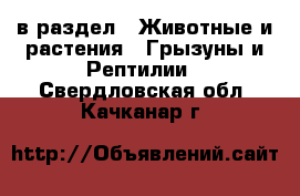  в раздел : Животные и растения » Грызуны и Рептилии . Свердловская обл.,Качканар г.